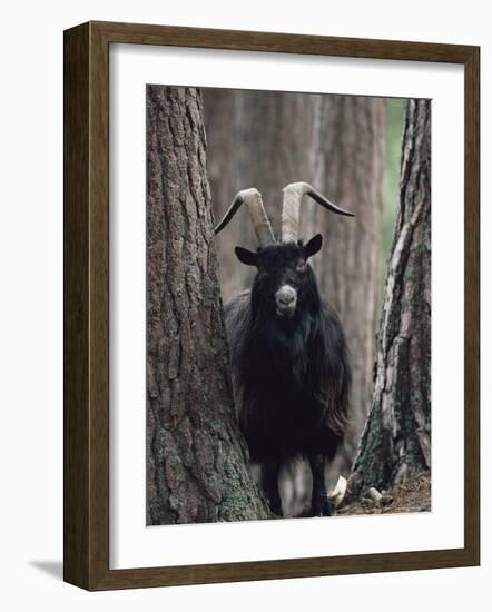 Feral Goat Male in Pinewood (Capra Hircus), Scotland-Niall Benvie-Framed Photographic Print