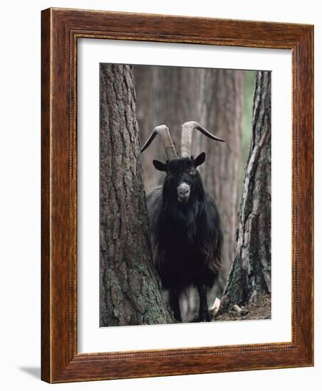 Feral Goat Male in Pinewood (Capra Hircus), Scotland-Niall Benvie-Framed Photographic Print