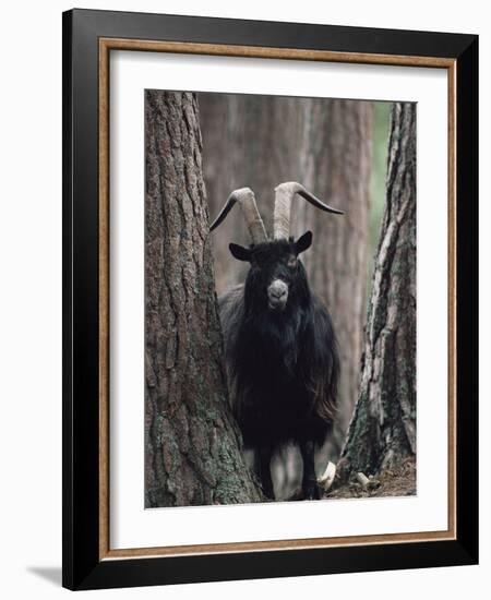 Feral Goat Male in Pinewood (Capra Hircus), Scotland-Niall Benvie-Framed Photographic Print