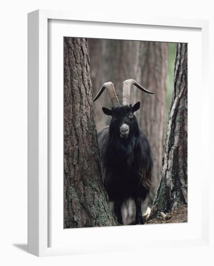 Feral Goat Male in Pinewood (Capra Hircus), Scotland-Niall Benvie-Framed Photographic Print