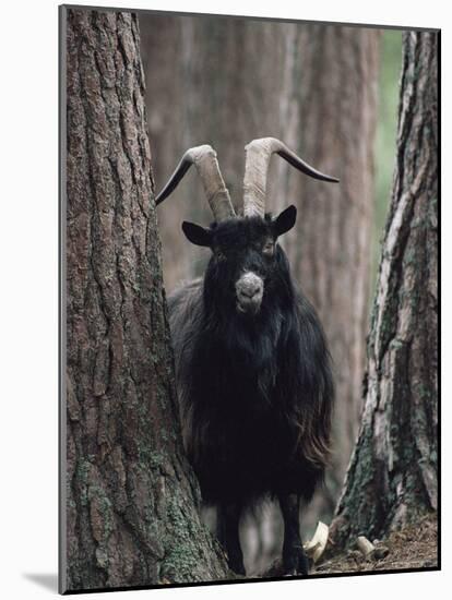 Feral Goat Male in Pinewood (Capra Hircus), Scotland-Niall Benvie-Mounted Photographic Print