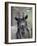 Feral Goat Male, Scotland-Niall Benvie-Framed Photographic Print