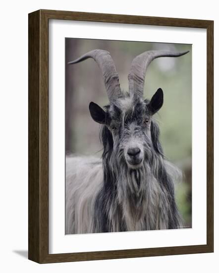 Feral Goat Male, Scotland-Niall Benvie-Framed Photographic Print