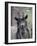 Feral Goat Male, Scotland-Niall Benvie-Framed Photographic Print