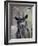 Feral Goat Male, Scotland-Niall Benvie-Framed Photographic Print