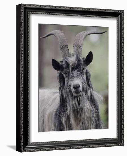 Feral Goat Male, Scotland-Niall Benvie-Framed Photographic Print