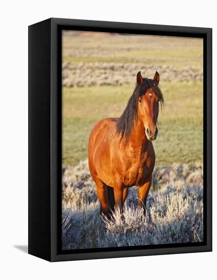 Feral Horse in the High Sagebrush Country East of Cody, Wyoming, USA-Larry Ditto-Framed Premier Image Canvas