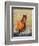 Feral Horse in the High Sagebrush Country East of Cody, Wyoming, USA-Larry Ditto-Framed Photographic Print