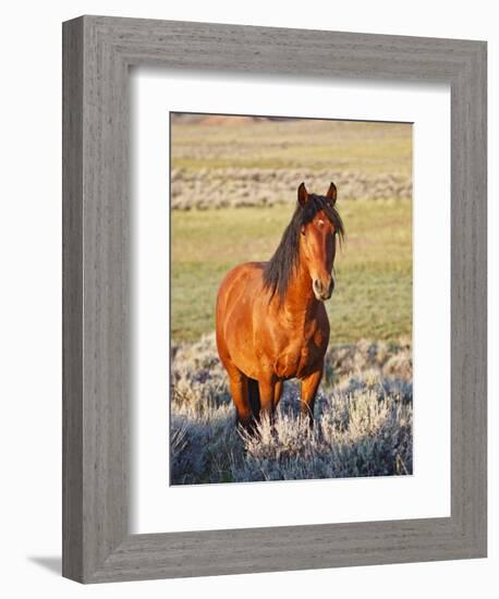 Feral Horse in the High Sagebrush Country East of Cody, Wyoming, USA-Larry Ditto-Framed Photographic Print