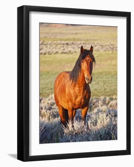 Feral Horse in the High Sagebrush Country East of Cody, Wyoming, USA-Larry Ditto-Framed Photographic Print