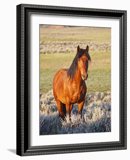 Feral Horse in the High Sagebrush Country East of Cody, Wyoming, USA-Larry Ditto-Framed Photographic Print