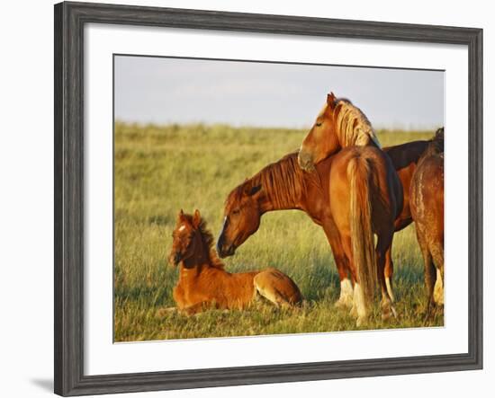 Feral Horse in the High Sagebrush Country East of Cody, Wyoming, USA-Larry Ditto-Framed Photographic Print