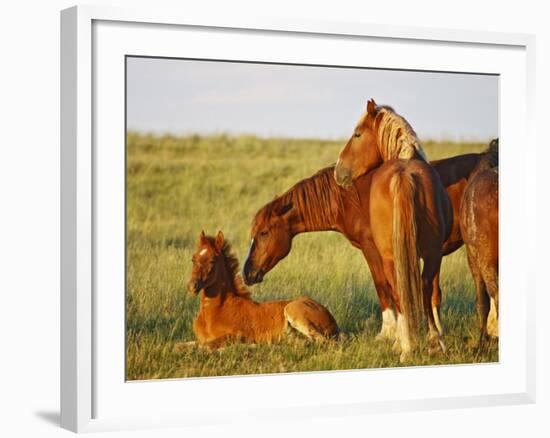 Feral Horse in the High Sagebrush Country East of Cody, Wyoming, USA-Larry Ditto-Framed Photographic Print