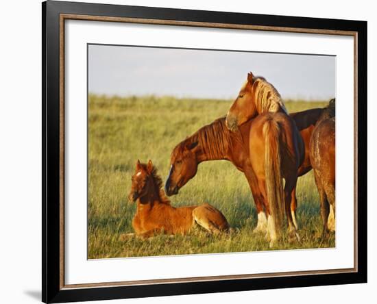 Feral Horse in the High Sagebrush Country East of Cody, Wyoming, USA-Larry Ditto-Framed Photographic Print