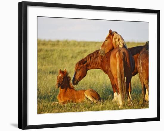 Feral Horse in the High Sagebrush Country East of Cody, Wyoming, USA-Larry Ditto-Framed Photographic Print