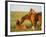 Feral Horse in the High Sagebrush Country East of Cody, Wyoming, USA-Larry Ditto-Framed Photographic Print