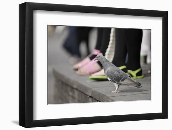 Feral Pigeon (Columba Livia) on Ground-Terry Whittaker-Framed Photographic Print