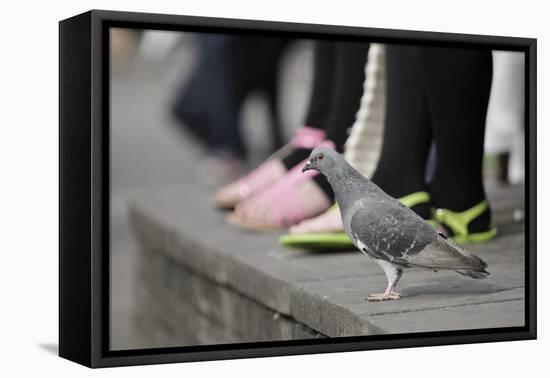 Feral Pigeon (Columba Livia) on Ground-Terry Whittaker-Framed Premier Image Canvas
