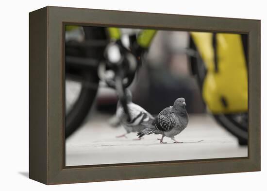 Feral Pigeon - Rock Dove (Columba Livia) on City Street Seen Through Bycicle Wheels. Sheffield, UK-Paul Hobson-Framed Premier Image Canvas