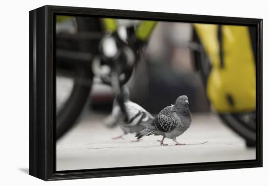 Feral Pigeon - Rock Dove (Columba Livia) on City Street Seen Through Bycicle Wheels. Sheffield, UK-Paul Hobson-Framed Premier Image Canvas