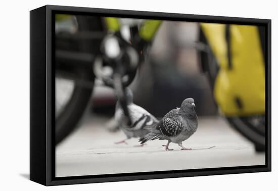 Feral Pigeon - Rock Dove (Columba Livia) on City Street Seen Through Bycicle Wheels. Sheffield, UK-Paul Hobson-Framed Premier Image Canvas