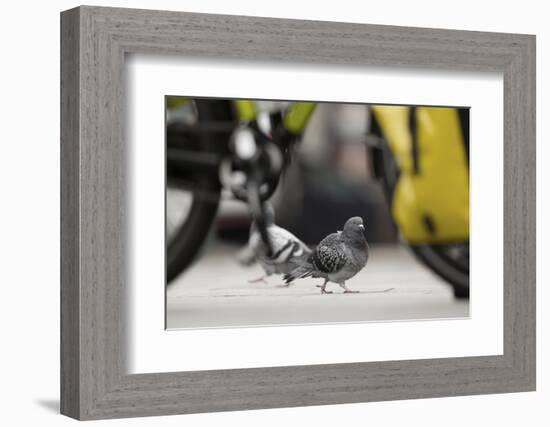 Feral Pigeon - Rock Dove (Columba Livia) on City Street Seen Through Bycicle Wheels. Sheffield, UK-Paul Hobson-Framed Photographic Print