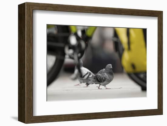 Feral Pigeon - Rock Dove (Columba Livia) on City Street Seen Through Bycicle Wheels. Sheffield, UK-Paul Hobson-Framed Photographic Print