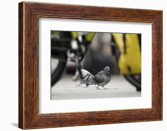 Feral Pigeon - Rock Dove (Columba Livia) on City Street Seen Through Bycicle Wheels. Sheffield, UK-Paul Hobson-Framed Photographic Print