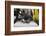 Feral Pigeon - Rock Dove (Columba Livia) on City Street Seen Through Bycicle Wheels. Sheffield, UK-Paul Hobson-Framed Photographic Print