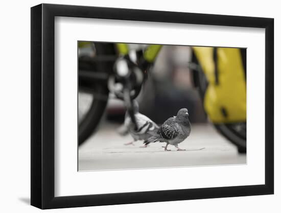 Feral Pigeon - Rock Dove (Columba Livia) on City Street Seen Through Bycicle Wheels. Sheffield, UK-Paul Hobson-Framed Photographic Print