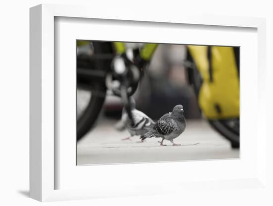 Feral Pigeon - Rock Dove (Columba Livia) on City Street Seen Through Bycicle Wheels. Sheffield, UK-Paul Hobson-Framed Photographic Print