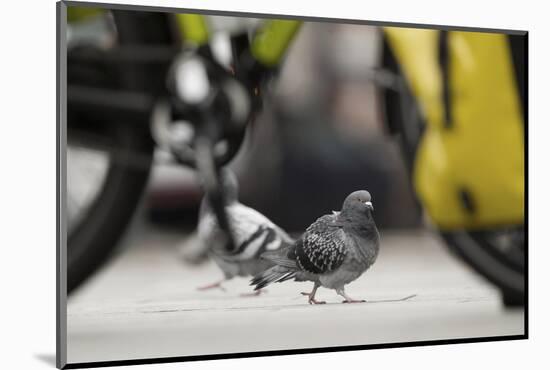 Feral Pigeon - Rock Dove (Columba Livia) on City Street Seen Through Bycicle Wheels. Sheffield, UK-Paul Hobson-Mounted Photographic Print