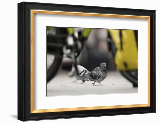 Feral Pigeon - Rock Dove (Columba Livia) on City Street Seen Through Bycicle Wheels. Sheffield, UK-Paul Hobson-Framed Photographic Print