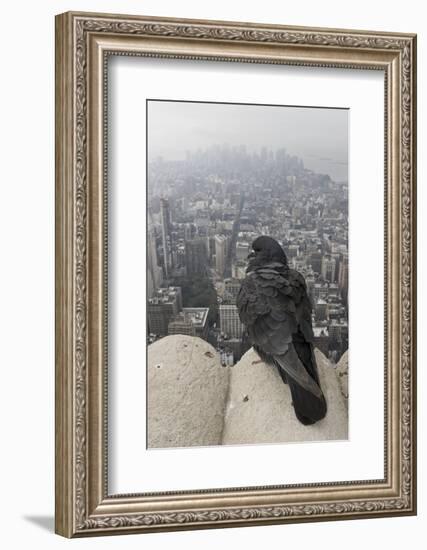 Feral Pigeon - Rock Dove (Columba Livia) Perched-Michael Hutchinson-Framed Photographic Print