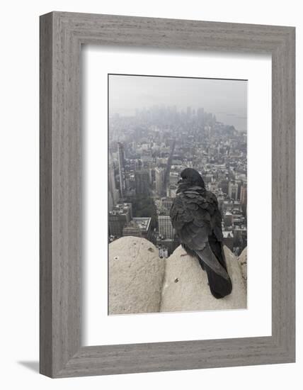 Feral Pigeon - Rock Dove (Columba Livia) Perched-Michael Hutchinson-Framed Photographic Print