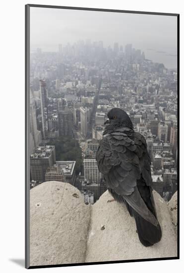 Feral Pigeon - Rock Dove (Columba Livia) Perched-Michael Hutchinson-Mounted Photographic Print