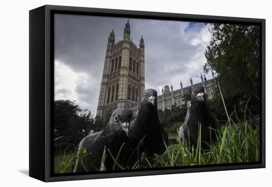 Feral Pigeons (Columba Livia) Outside the Houses of Parliament in Westminster. London, UK-Sam Hobson-Framed Premier Image Canvas