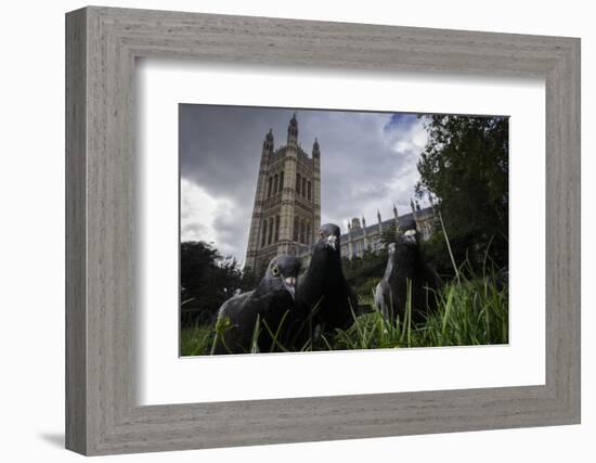 Feral Pigeons (Columba Livia) Outside the Houses of Parliament in Westminster. London, UK-Sam Hobson-Framed Photographic Print
