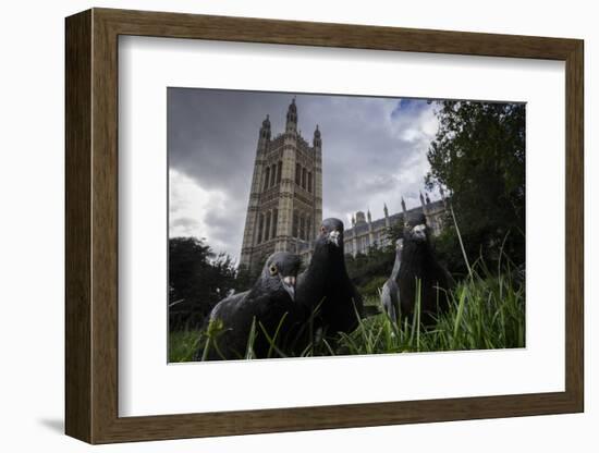 Feral Pigeons (Columba Livia) Outside the Houses of Parliament in Westminster. London, UK-Sam Hobson-Framed Photographic Print