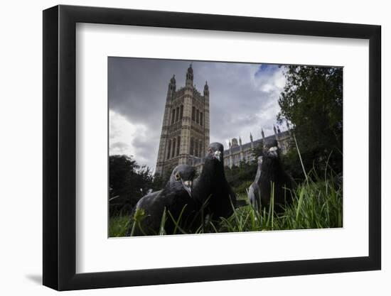 Feral Pigeons (Columba Livia) Outside the Houses of Parliament in Westminster. London, UK-Sam Hobson-Framed Photographic Print