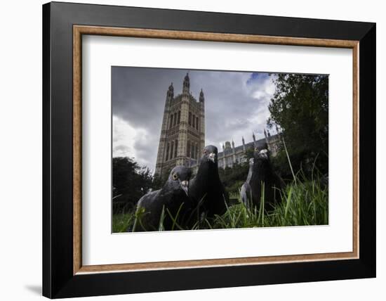 Feral Pigeons (Columba Livia) Outside the Houses of Parliament in Westminster. London, UK-Sam Hobson-Framed Photographic Print