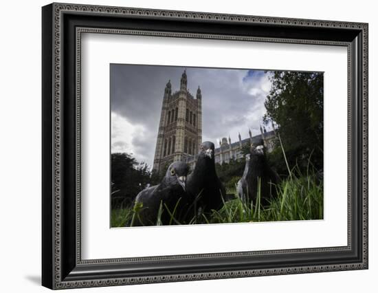 Feral Pigeons (Columba Livia) Outside the Houses of Parliament in Westminster. London, UK-Sam Hobson-Framed Photographic Print