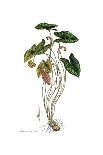 Cnicus syriacus,  Flora Graeca-Ferdinand Bauer-Giclee Print