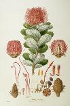 Arum arisarum, Flora Graeca-Ferdinand Bauer-Giclee Print