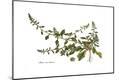 Premium Giclee Print