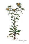 Cnicus syriacus,  Flora Graeca-Ferdinand Bauer-Giclee Print