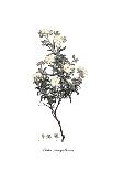 Buphthalmum spinosum, Flora Graeca-Ferdinand Bauer-Giclee Print