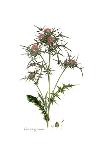 Salvia Pomifera, Flora Graeca-Ferdinand Bauer-Giclee Print