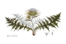 Cnicus syriacus,  Flora Graeca-Ferdinand Bauer-Giclee Print