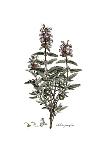 Cynara humilis, Flora Graeca-Ferdinand Bauer-Giclee Print